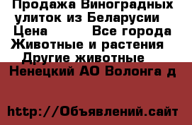 Продажа Виноградных улиток из Беларусии › Цена ­ 250 - Все города Животные и растения » Другие животные   . Ненецкий АО,Волонга д.